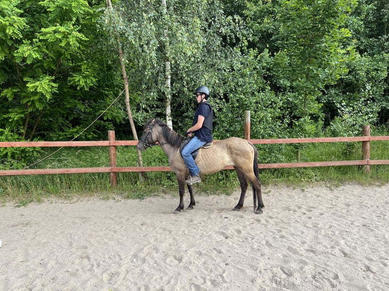 Konik Merrie 6 Jaar 143 cm Grullo in Szczepanów