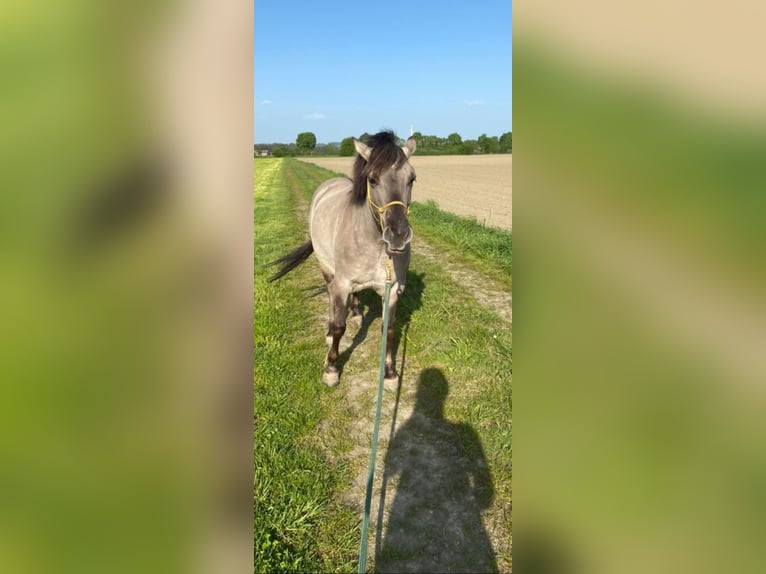 Konik Merrie 7 Jaar 130 cm in Tittmoning