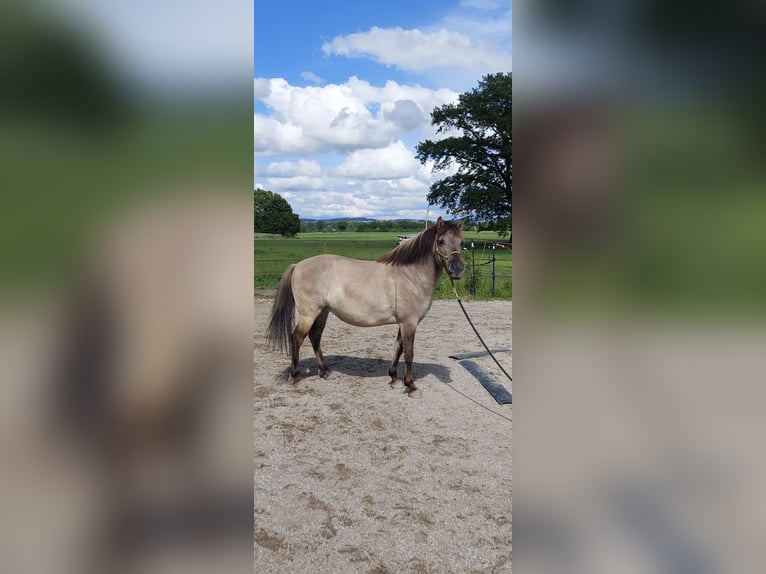 Konik Merrie 7 Jaar 130 cm in Tittmoning