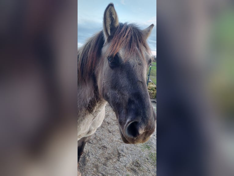 Konik Merrie 7 Jaar 130 cm in Tittmoning