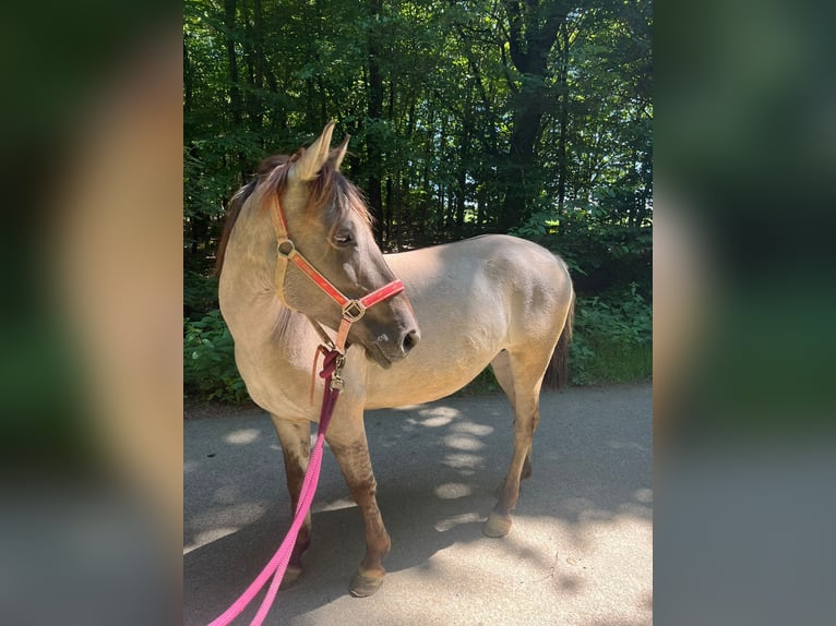 Konik Merrie 7 Jaar 135 cm in Linkenbach