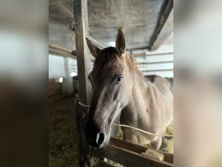 Konik Merrie 7 Jaar 135 cm in Linkenbach