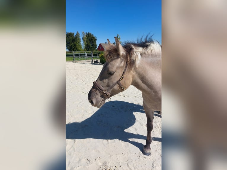 Konik Merrie 7 Jaar 138 cm Falbe in Wermelskirchen