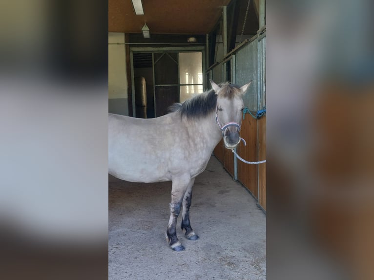Konik Merrie 7 Jaar 138 cm Falbe in Wermelskirchen