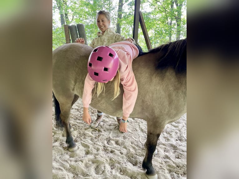 Konik Merrie 8 Jaar 130 cm in Pottenstein