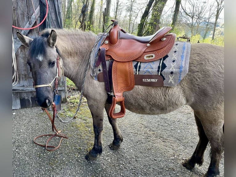 Konik Merrie 8 Jaar 130 cm in Pottenstein