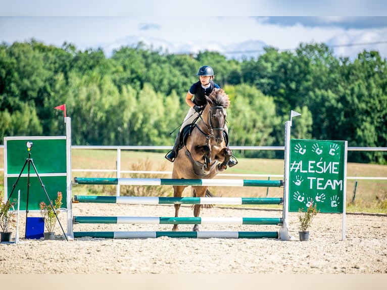 Konik Merrie 8 Jaar 137 cm in Kudypy