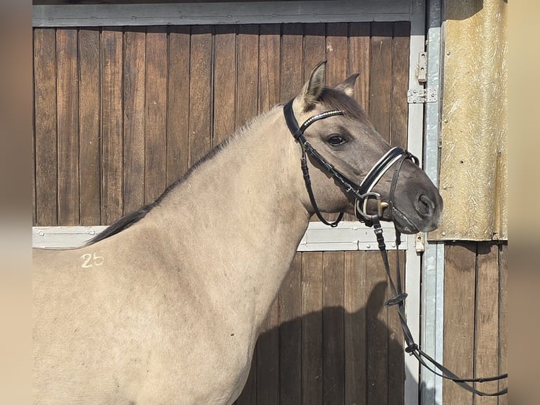 Konik Merrie 8 Jaar 140 cm Falbe in M&#xFC;lheim an der Ruhr