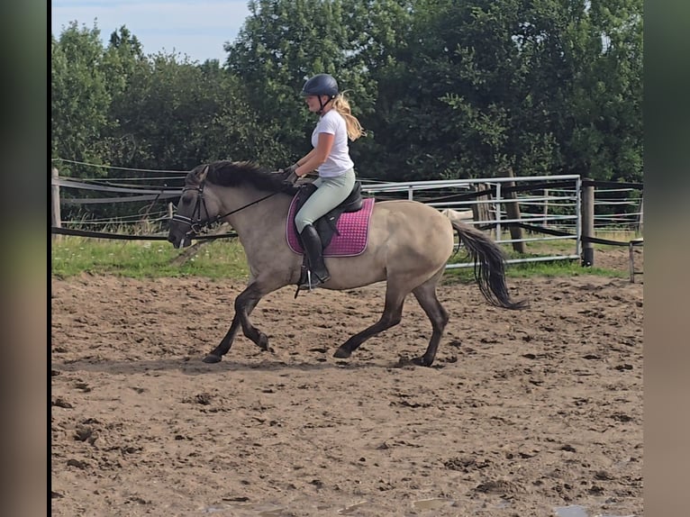 Konik Merrie 8 Jaar 140 cm Falbe in M&#xFC;lheim an der Ruhr