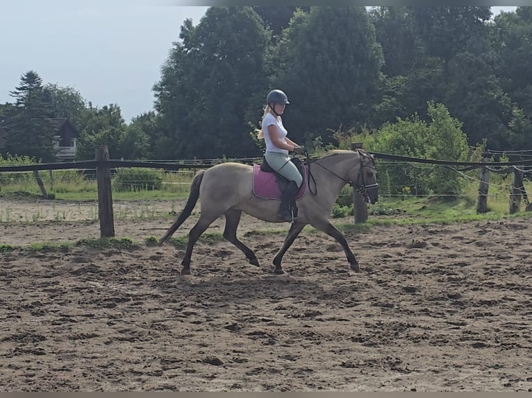 Konik Merrie 8 Jaar 140 cm Falbe in M&#xFC;lheim an der Ruhr