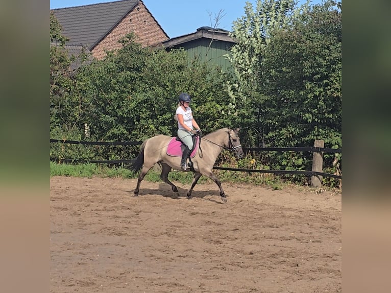 Konik Merrie 8 Jaar 140 cm Falbe in M&#xFC;lheim an der Ruhr