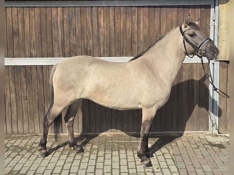 Konik Merrie 8 Jaar 140 cm Falbe in M&#xFC;lheim an der Ruhr