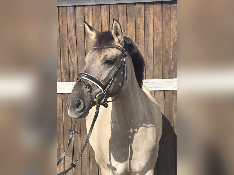 Konik Merrie 8 Jaar 140 cm Falbe in M&#xFC;lheim an der Ruhr