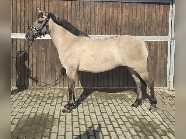 Konik Merrie 8 Jaar 140 cm Falbe in M&#xFC;lheim an der Ruhr