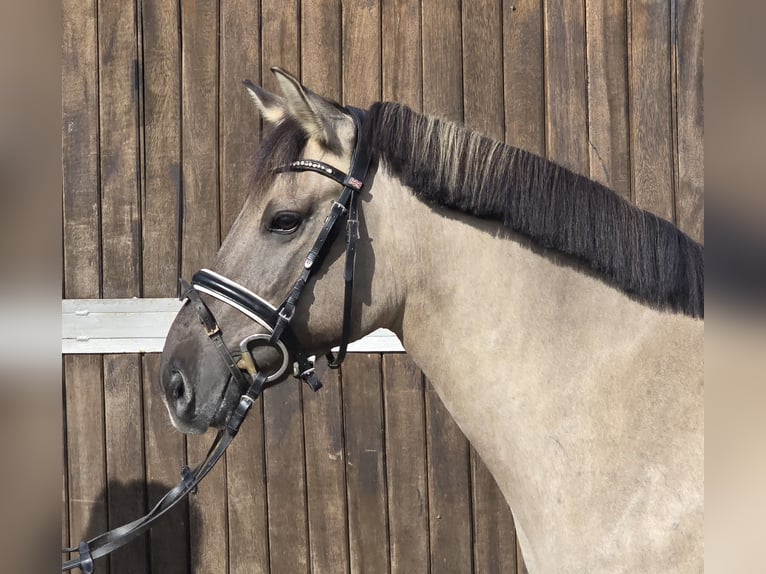 Konik Merrie 8 Jaar 140 cm Falbe in M&#xFC;lheim an der Ruhr
