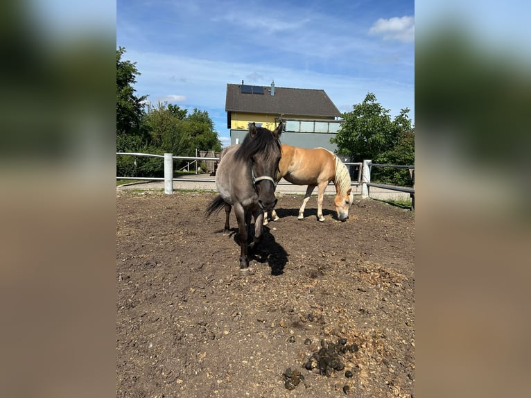 Konik Merrie 9 Jaar 137 cm Grullo in Niederzier