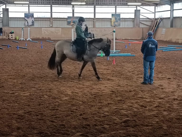 Konik Merrie 9 Jaar 142 cm in Wendelstein