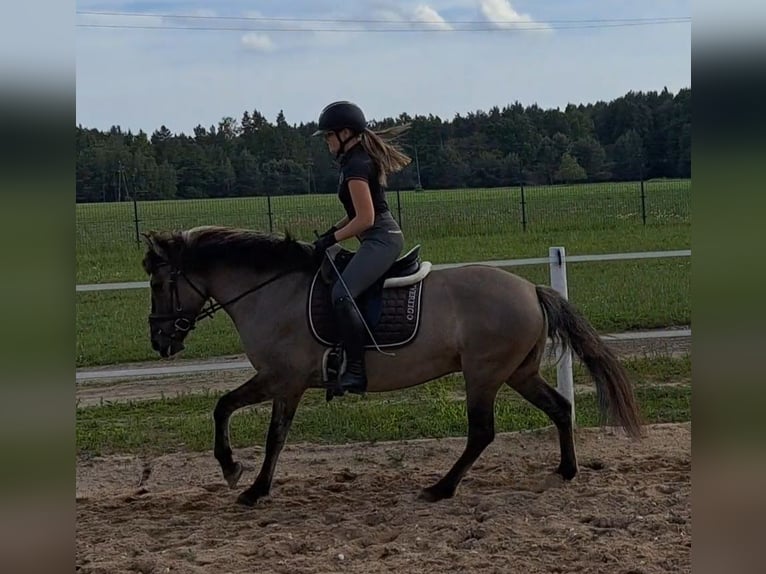 Konik polski Klacz 10 lat 147 cm Bułana in FORST