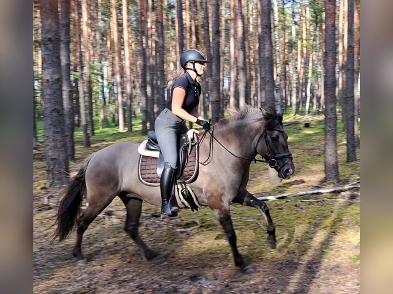 Konik polski Klacz 10 lat 147 cm Bułana in FORST