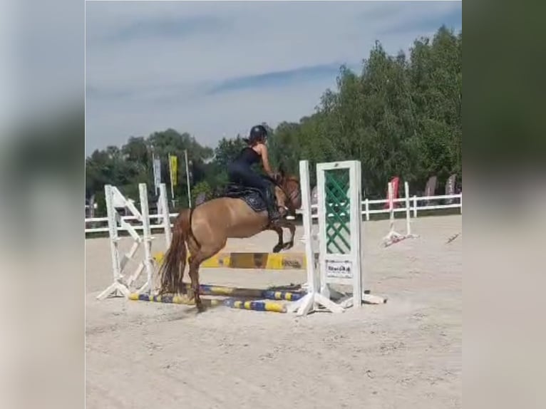 Konik polski Klacz 13 lat 135 cm in Biała