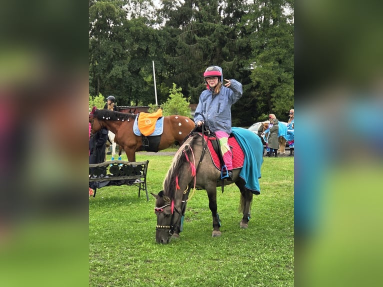 Konik polski Klacz 13 lat 138 cm Bułana in Driedorf