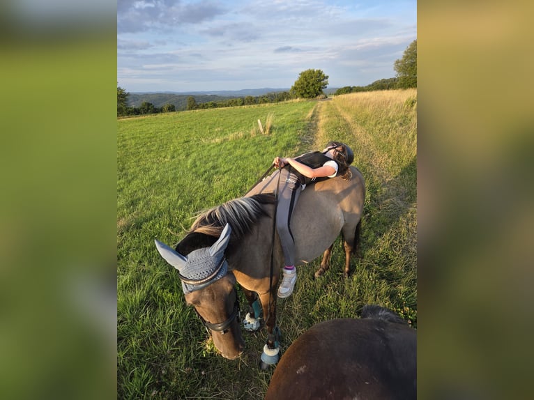 Konik polski Klacz 14 lat 135 cm Bułana in Driedorf