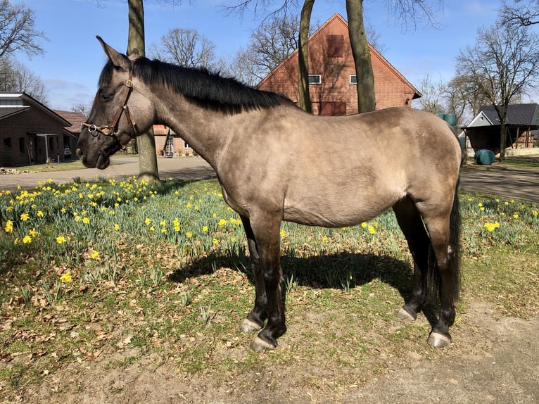 Konik polski Mix Klacz 15 lat 155 cm Bułana in Neuenkirchen