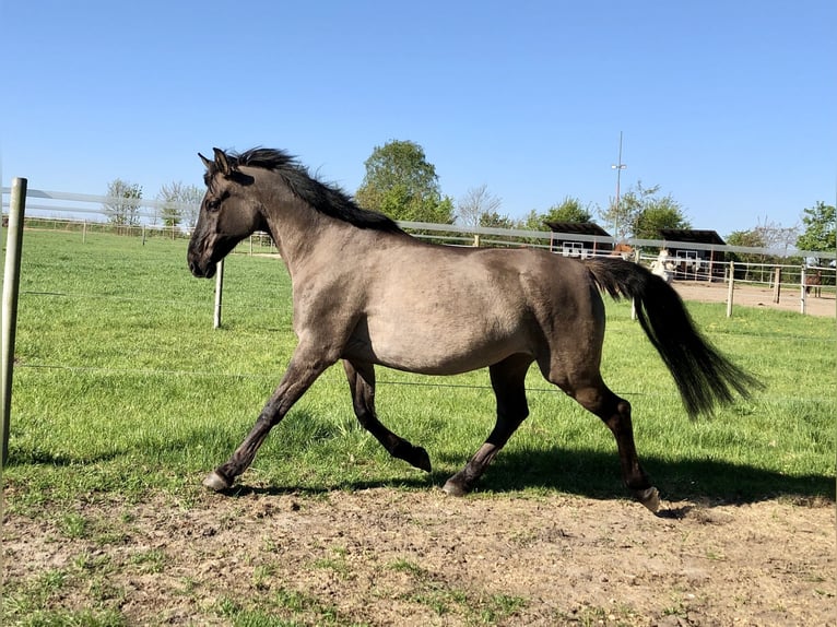 Konik polski Mix Klacz 15 lat 155 cm Bułana in Neuenkirchen