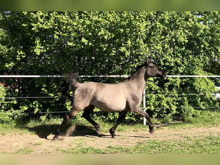 Konik polski Mix Klacz 15 lat 155 cm Bułana in Neuenkirchen