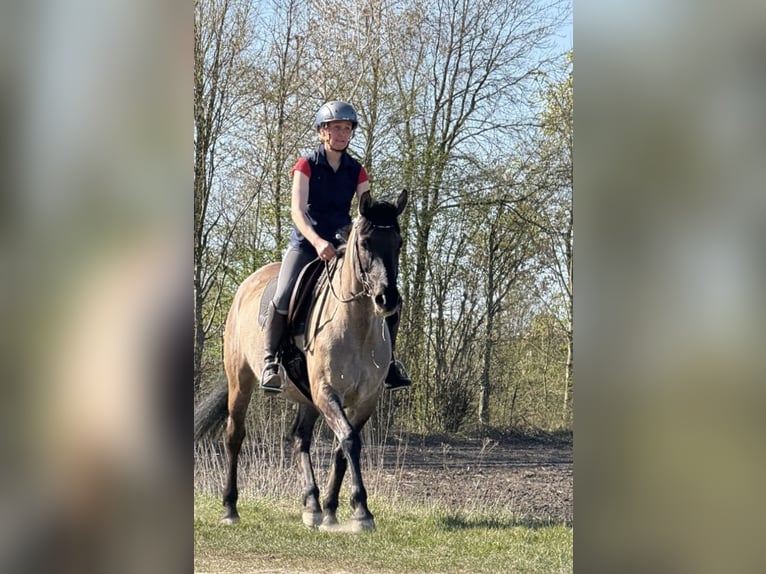 Konik polski Mix Klacz 15 lat 155 cm Bułana in Neuenkirchen