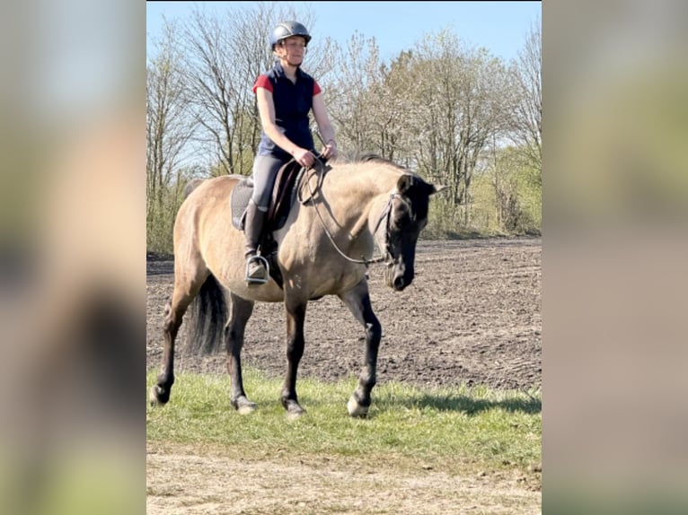 Konik polski Mix Klacz 15 lat 155 cm Bułana in Neuenkirchen