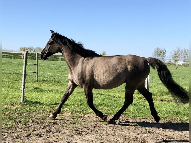Konik polski Mix Klacz 15 lat 155 cm Bułana in Neuenkirchen