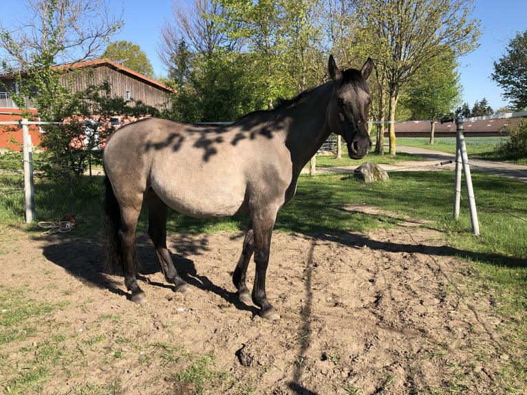 Konik polski Mix Klacz 15 lat 155 cm Bułana in Neuenkirchen