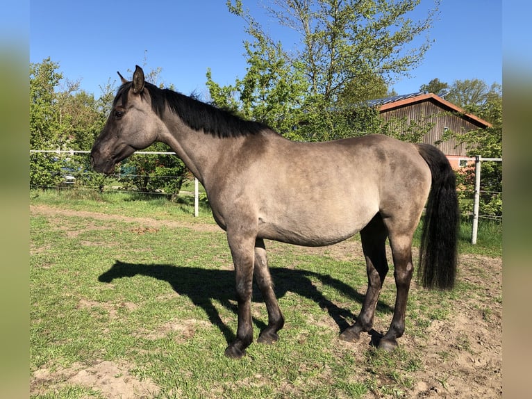 Konik polski Mix Klacz 15 lat 155 cm Bułana in Neuenkirchen