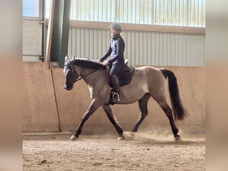 Konik polski Mix Klacz 15 lat 155 cm Bułana in Neuenkirchen