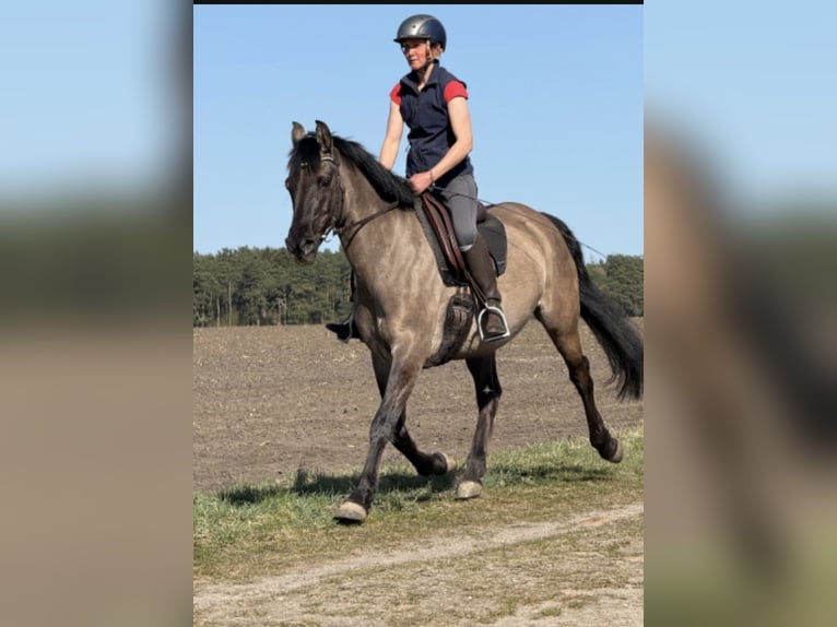 Konik polski Mix Klacz 15 lat 155 cm Bułana in Neuenkirchen
