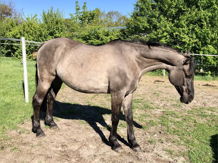 Konik polski Mix Klacz 15 lat 155 cm Bułana in Neuenkirchen