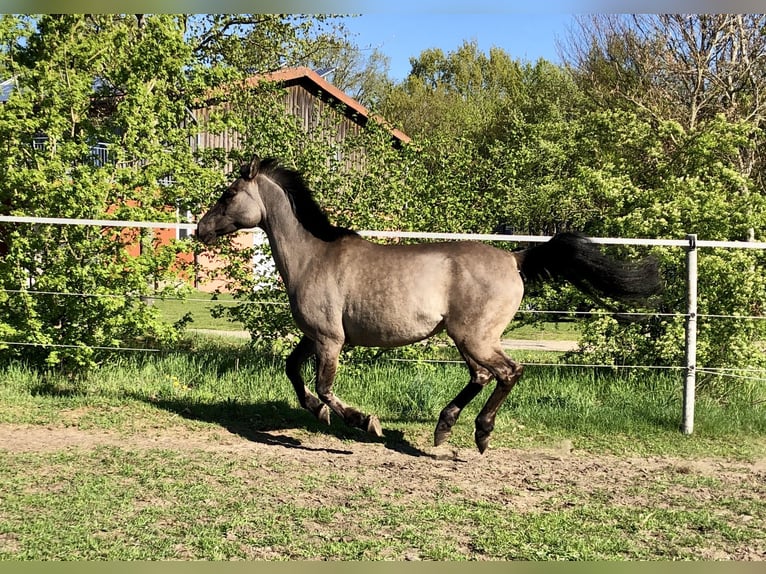 Konik polski Mix Klacz 15 lat 155 cm Bułana in Neuenkirchen