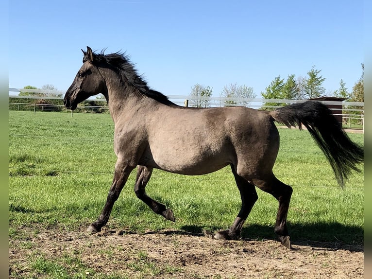 Konik polski Mix Klacz 15 lat 155 cm Bułana in Neuenkirchen
