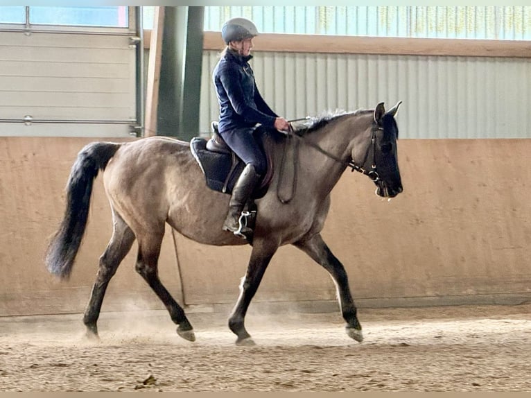Konik polski Mix Klacz 15 lat 155 cm Bułana in Neuenkirchen