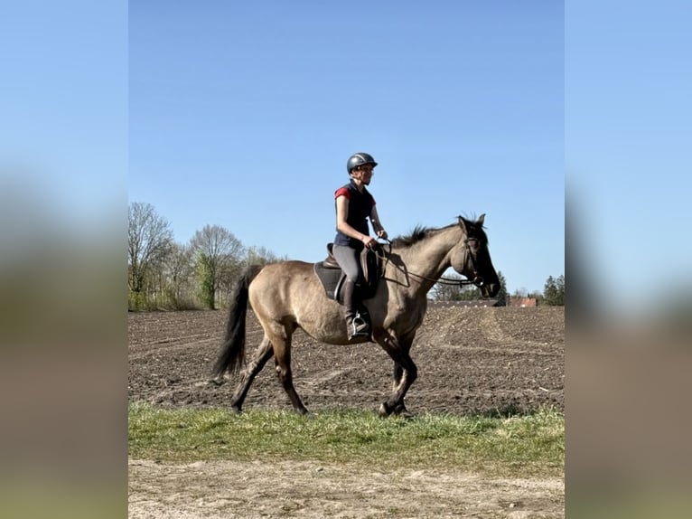 Konik polski Mix Klacz 15 lat 155 cm Bułana in Neuenkirchen