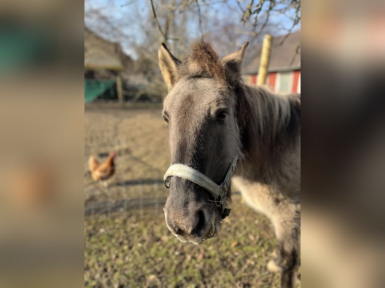 Konik polski Klacz 16 lat 121 cm Bułana in Kötz