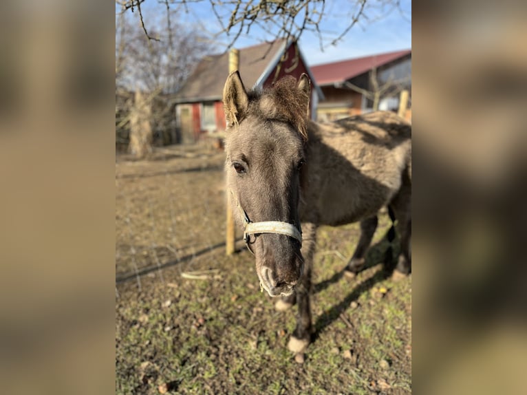 Konik polski Klacz 16 lat 121 cm Bułana in Kötz
