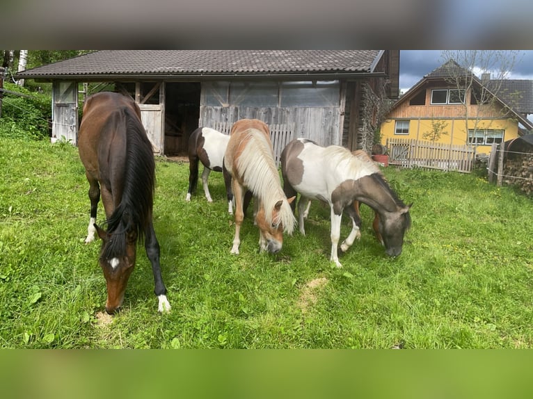 Konik polski Klacz 1 Rok 136 cm Srokata in Glödnitz