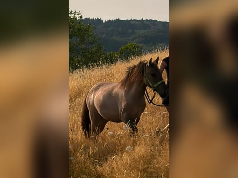 Konik polski Klacz 1 Rok 140 cm Grullo in Altenglan