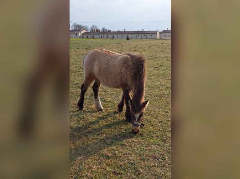 Konik polski Klacz 1 Rok Izabelowata in Karst&#xE4;dt