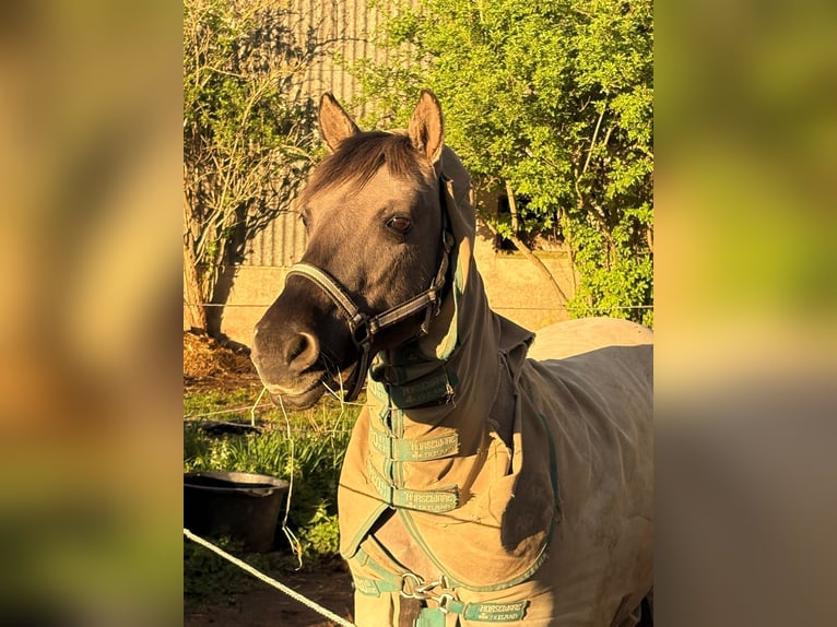 Konik polski Klacz 20 lat 136 cm  in Hückelhoven
