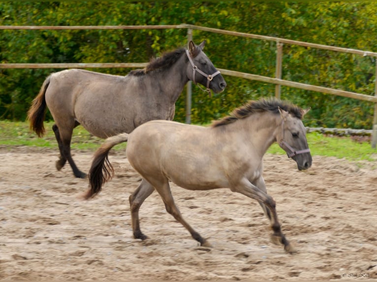 Konik polski Klacz 2 lat 137 cm Bułana in Adelsheim