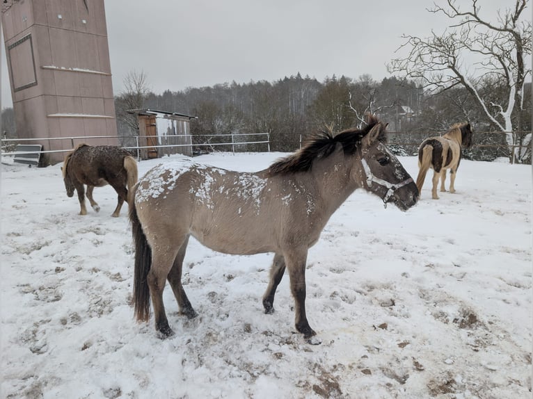 Konik polski Klacz 2 lat 137 cm Bułana in Adelsheim