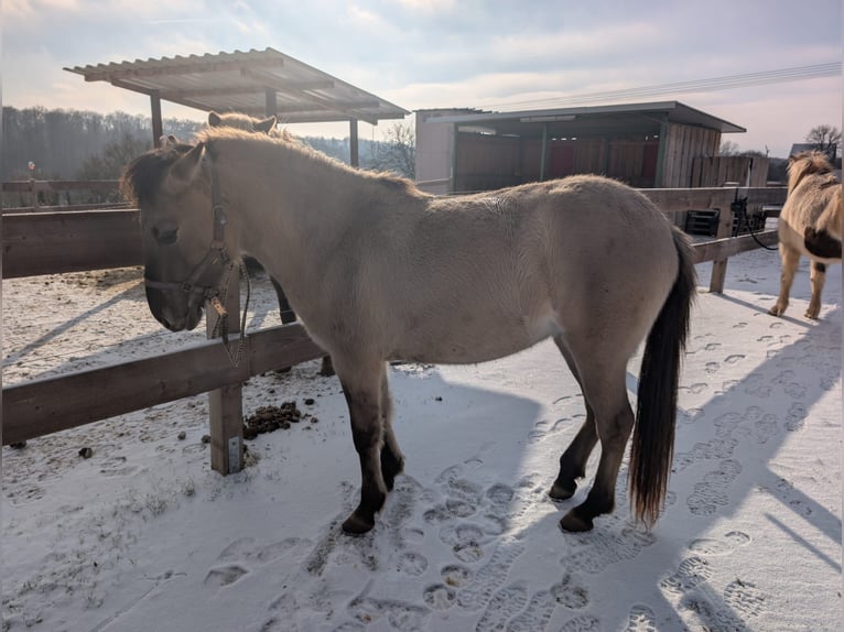 Konik polski Klacz 2 lat 137 cm Bułana in Adelsheim
